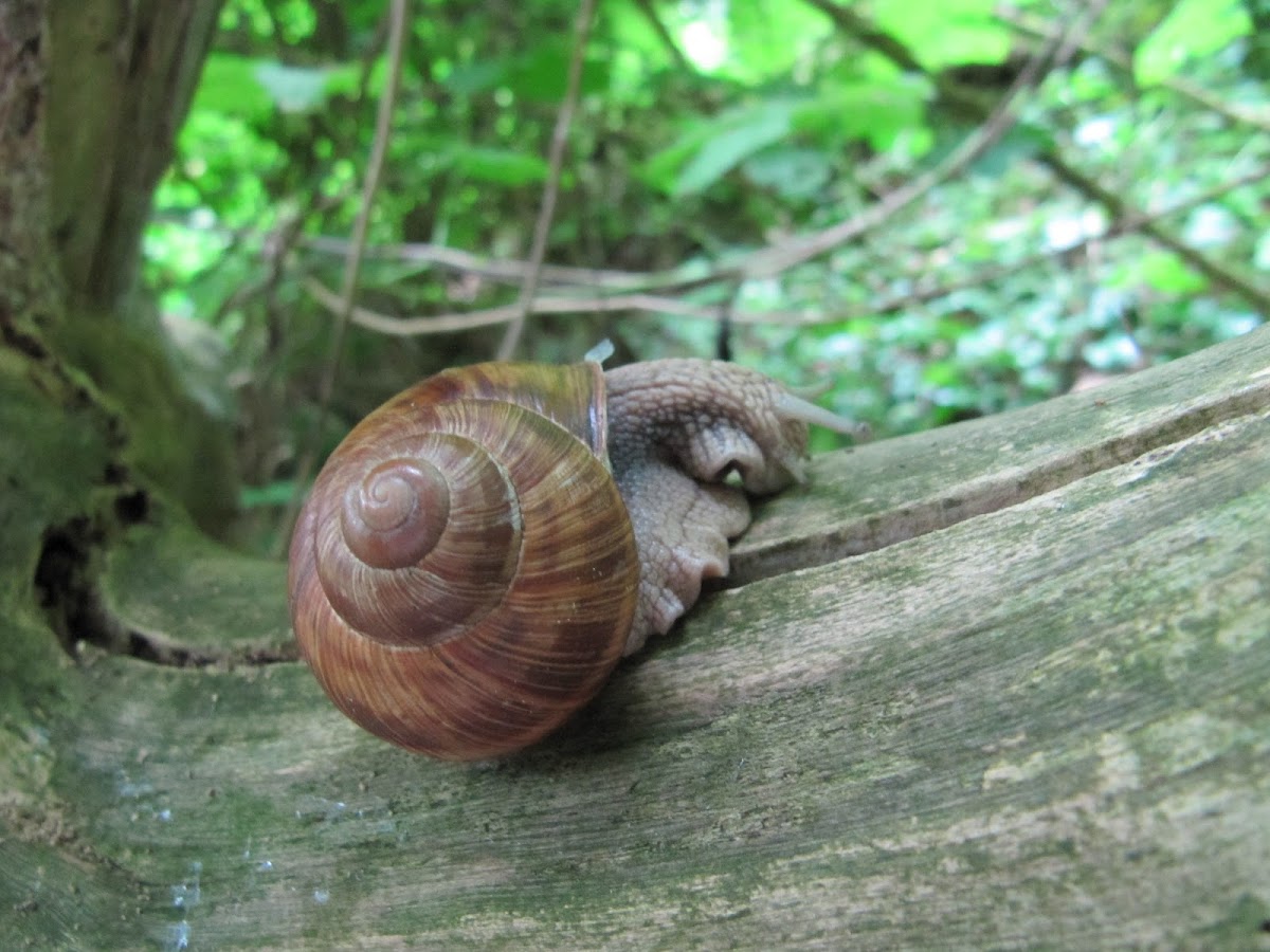 Wijngaardslak - Roman snail