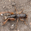 Jerusalem Cricket