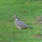 Common Wood Pigeon