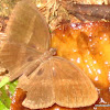 Chocolate Pansy or Chocolate Soldier on decayed mushroom