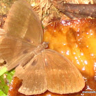 Chocolate Pansy or Chocolate Soldier on decayed mushroom