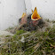 Eastern Phoebe Baby Birds