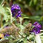Summer Lilac, Butterfly Bush