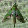 Chiron Sphinx Moth