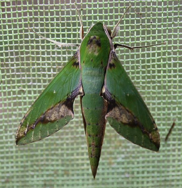 Chiron Sphinx Moth | Project Noah