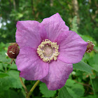 Purple Flowering Rasberry