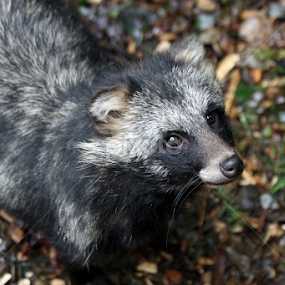 Raccoon Dog by Owen Taylor - Animals Other Mammals