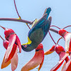 Metallic-winged Sunbird