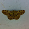 An unknown Moth