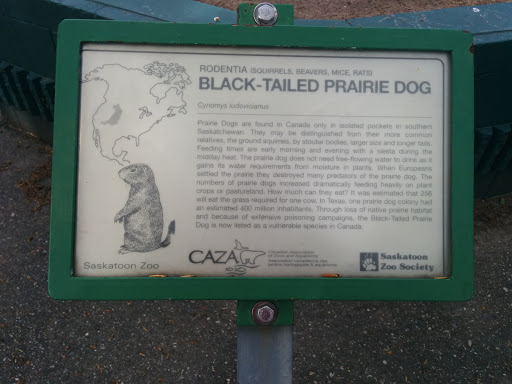 Black-tailed Prairie Dogs