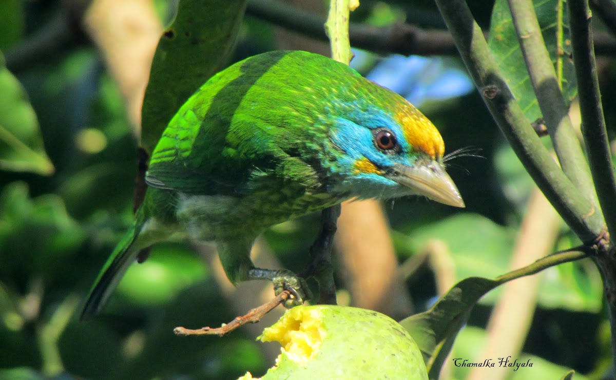 Yellow fronted Barbet