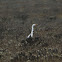 Garza Grande / Great Egret