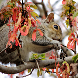 Squirrel-In Up by Jamie Boyce -  