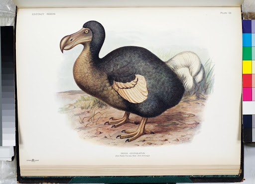 Didus cucullatus from Rothschild's Extinct birds