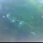 Vandmand/jellyfish
