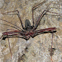 araña ciega de cueva - tailess whip scorpion
