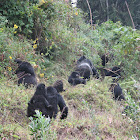 Mountain Gorilla