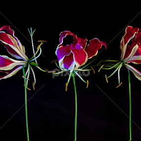 DANCING QUEENS by Oma Sjon - Flowers Flower Arangements