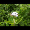 Purple mistflower