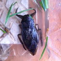 Giant Water Bug