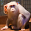 Albino Macaque