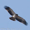 Booted Eagle; Aguila Calzada