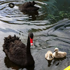 Black Swan and Signets