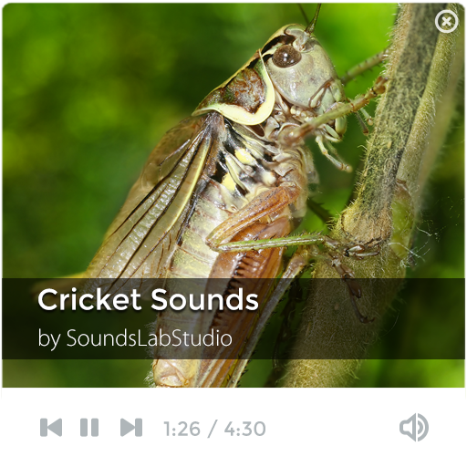 Cricket Sounds