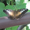 Brown Clipper Butterfly
