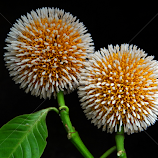 Anthocephalus1 by Asif Bora -  