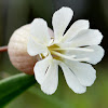 Bladder Campion