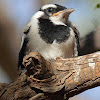 Magpie-Lark