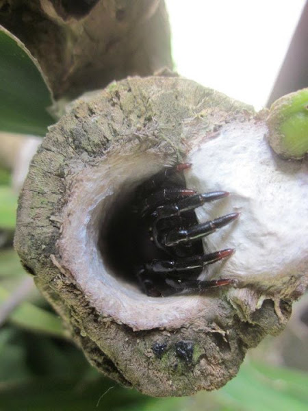 Ummidia Trapdoor Spider Project Noah