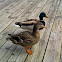 Mallard Duck Couple