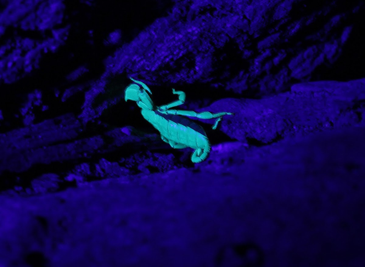Scorpion (under UV light)