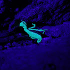 Scorpion (under UV light)