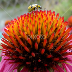On top of the world! by Linda Hackney - Flowers Single Flower