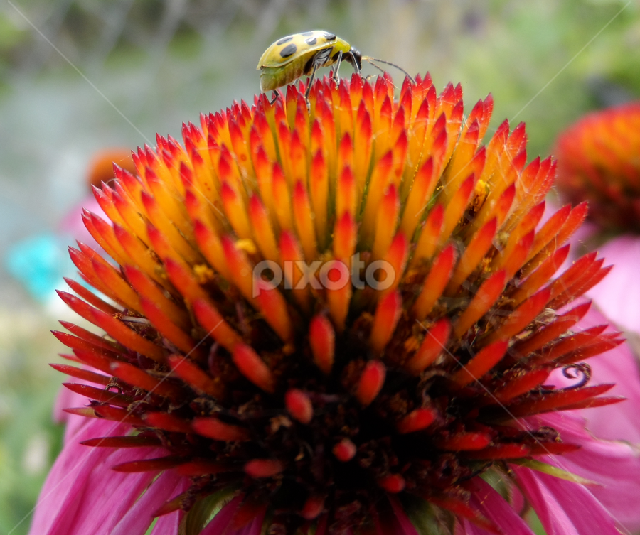 On top of the world! by Linda Hackney - Flowers Single Flower