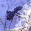 Ten-spotted Ground Beetle