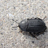 Garden Carrion Beetle