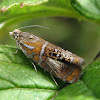 Tortrix Moth (leafroller)
