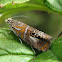Tortrix Moth (leafroller)