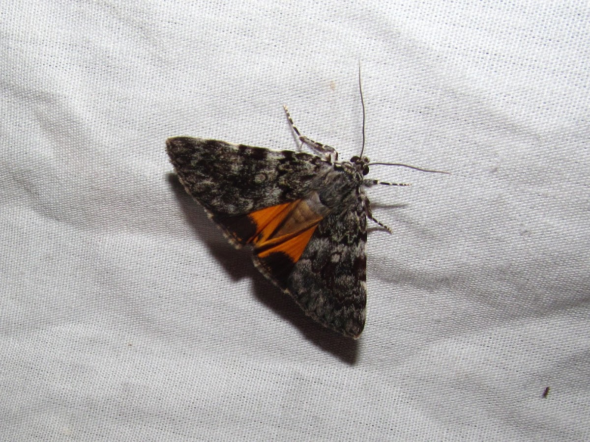 Little-lined Underwing