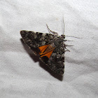 Little-lined Underwing