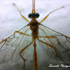 Ichneumon Wasp