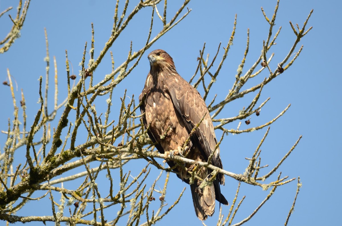 Bald Eagle (Immature)