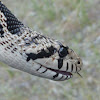 Gopher Snake
