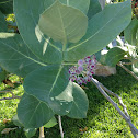 Pua Kalaunu/ Crown Flower/ Milkweed