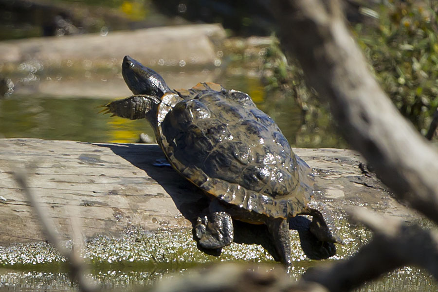 Northern Map Turtle