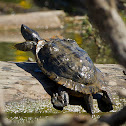 Northern Map Turtle